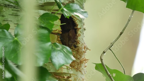 Great spotted woodpecker juvenile in the nest hole (Dendrocopos major).