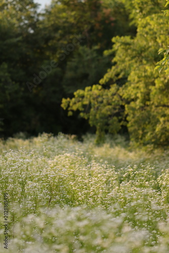 Tableau sur toile un campo fiorito in primavera al tramonto