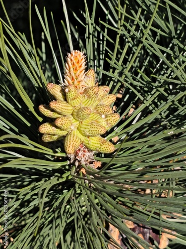 pinus nigra flowers