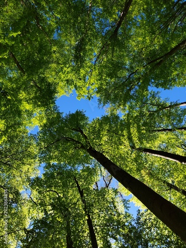 trees in the forest