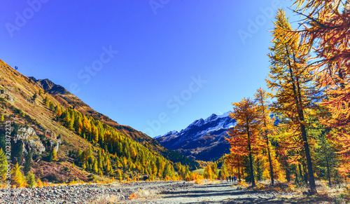 Bild auf Leinwand Wanderweg durch goldene Herbstlärchen mit Blick auf die gletscherbedeckten Ötzta