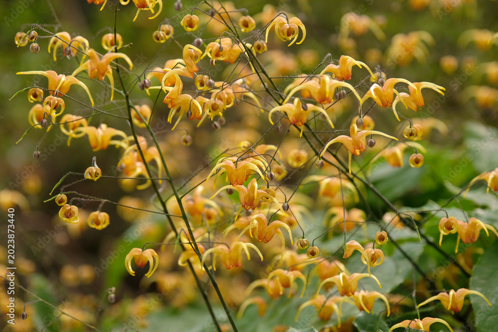 Fototapeta premium Dainty orange Epimedium ‘Amber Queen’ barrenwort, in flower.