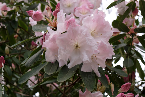 Foto White Rhododendron ‘Loderi Fairyland’ in flower.
