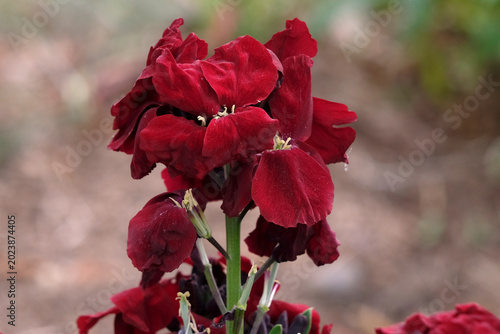 Tableau sur toile Erysimum cheiri ‘Blood Red’ wallflower, in bloom