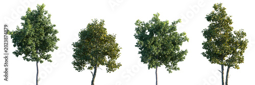 Set of Acer platanoides and Platanus acerifolia isolated png in sunny daylight on a transparent background perfectly cutout