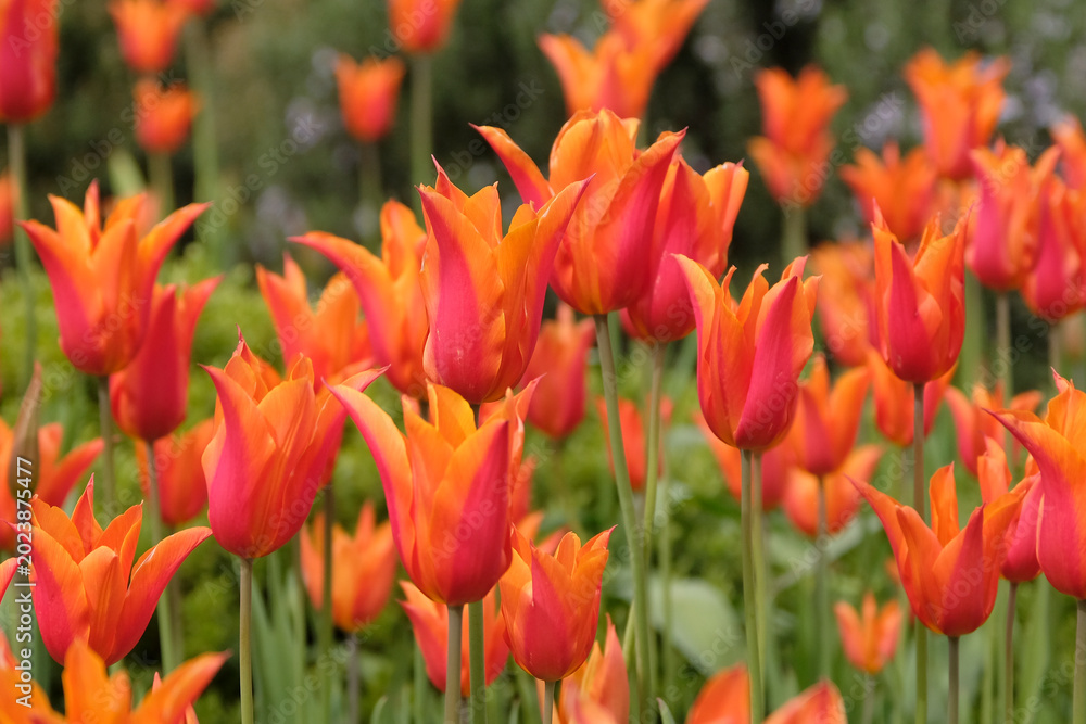 Obraz premium Orange and red tulip, Tulipa ‘Ballerina’ in flower.