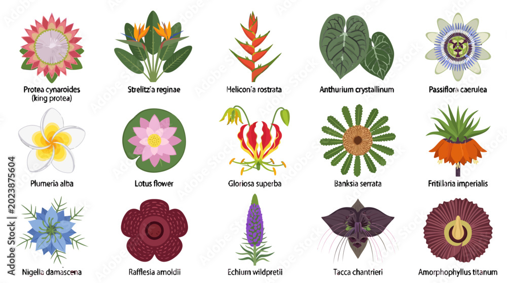 Fototapeta premium Collection Of Exotic Tropical Flowers And Rare Botanical Plants Vector Illustration For Floral Design And Nature Education