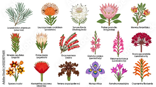 Botanical Illustration Set of South African Fynbos Wildflowers and Native Flora for Floral Design and Nature Education Projects