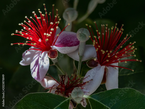 Feijoa (Acca sellowiana) flowers close-up, white and purple petals with vivid red stamens, macro detail