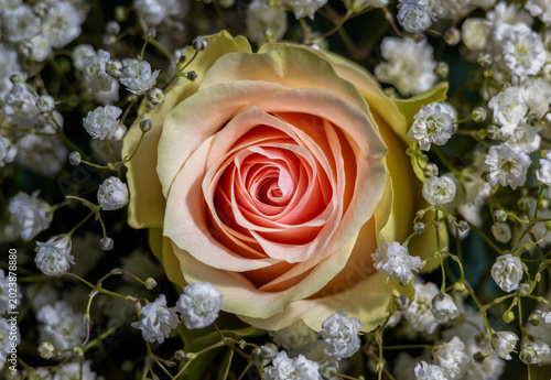 Pink and cream rose close-up surrounded by white gypsophila flowers, romantic floral arrangement