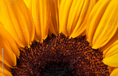 Sunflower (Helianthus annuus) extreme close-up of disc florets and golden yellow ray petals, macro detail