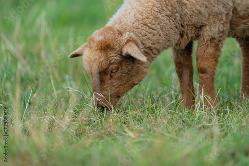 Foto A young lamb grazes peacefully in vibrant green pasture