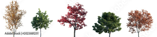 Set of summer and autumn Acer platanoides, Acer palmatum, Acer saccharinum isolated png in sunny daylight on a transparent background perfectly cutout