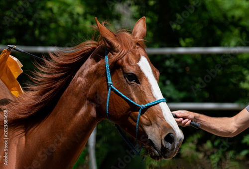 Portrait of a Chestnut Horse