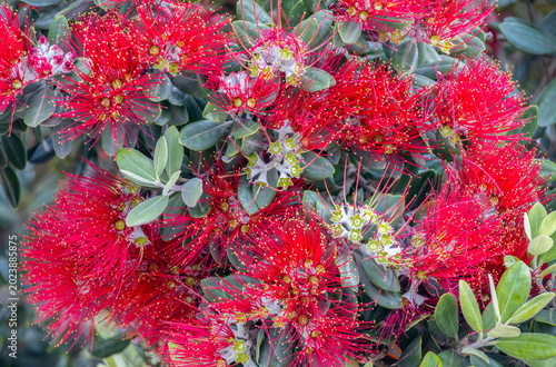 Feijoa (Acca sellowiana) flowering shrub with abundant red stamens and green foliage, garden view