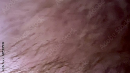 Close-up of pink fur