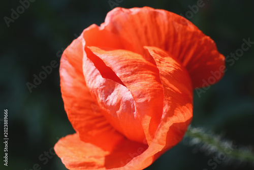 Contrasting Scarlet Poppy close-up with closed center on dark background