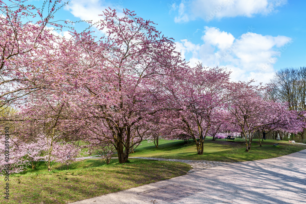 Fototapeta premium Cherry blossoms in Munich, Germany. Pink cherry blossoms with a blue and cloudy sky background. Spring in Germany.