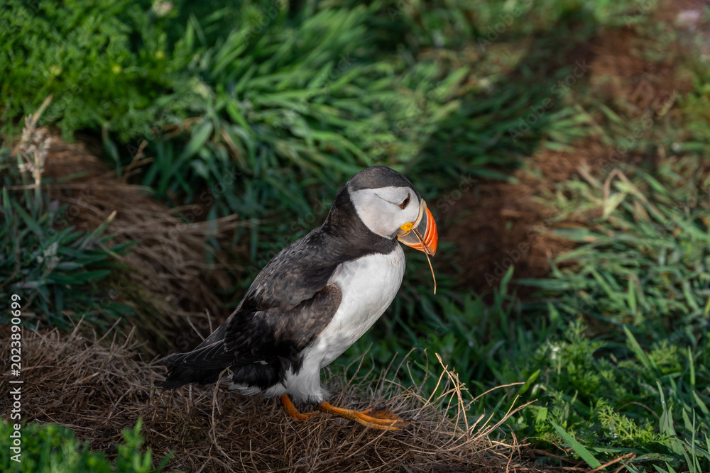 Fototapeta premium Puffin with a twig caught in beak. Twigs and other foilage used to nest the burrow
