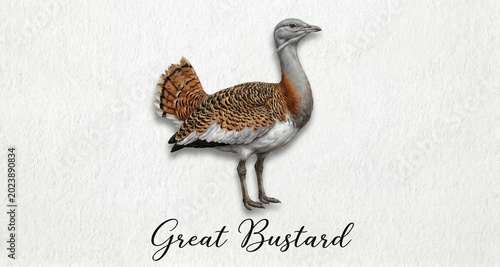 A realistic 3D illustration of a Great Bustard, isolated against a textured white background.