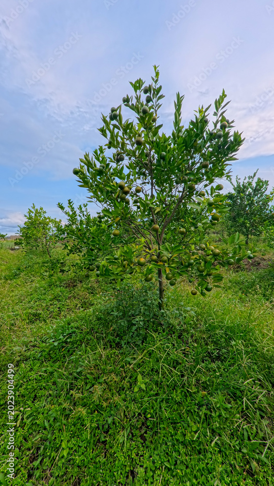 Fototapeta premium Fresh green oranges growing on a tree branch in a local citrus plantation.