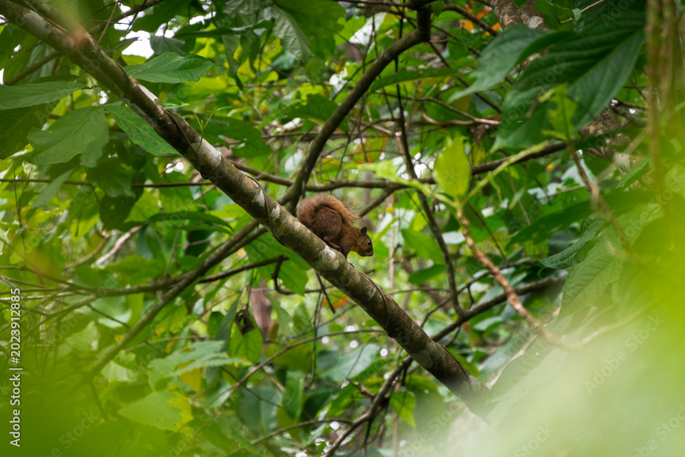 Fototapeta premium Brown squirrel on tree branch in Bocas del Toro Panama rainforest
