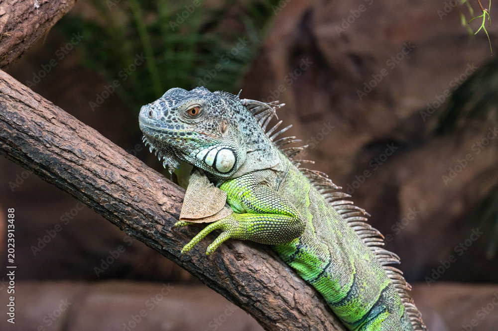 Fototapeta premium Zbliżenie na zieloną iguanę odpoczywającą na gałęzi drzewa w naturalnym tropikalnym środowisku. Szczegółowy portret egzotycznego gada z wyraźną strukturą łusek i charakterystycznym grzebieniem.