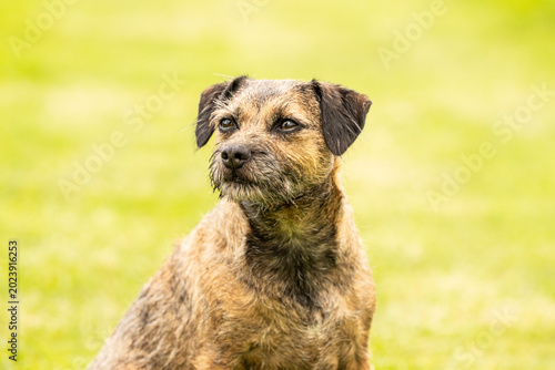 Fotografie Border Terrier