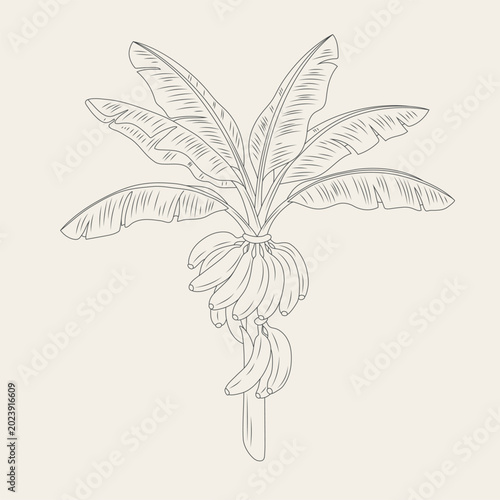 Quadro su tela Botanical illustration of a banana tree with fruits in a herbal style