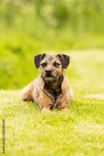 Border Terrier
