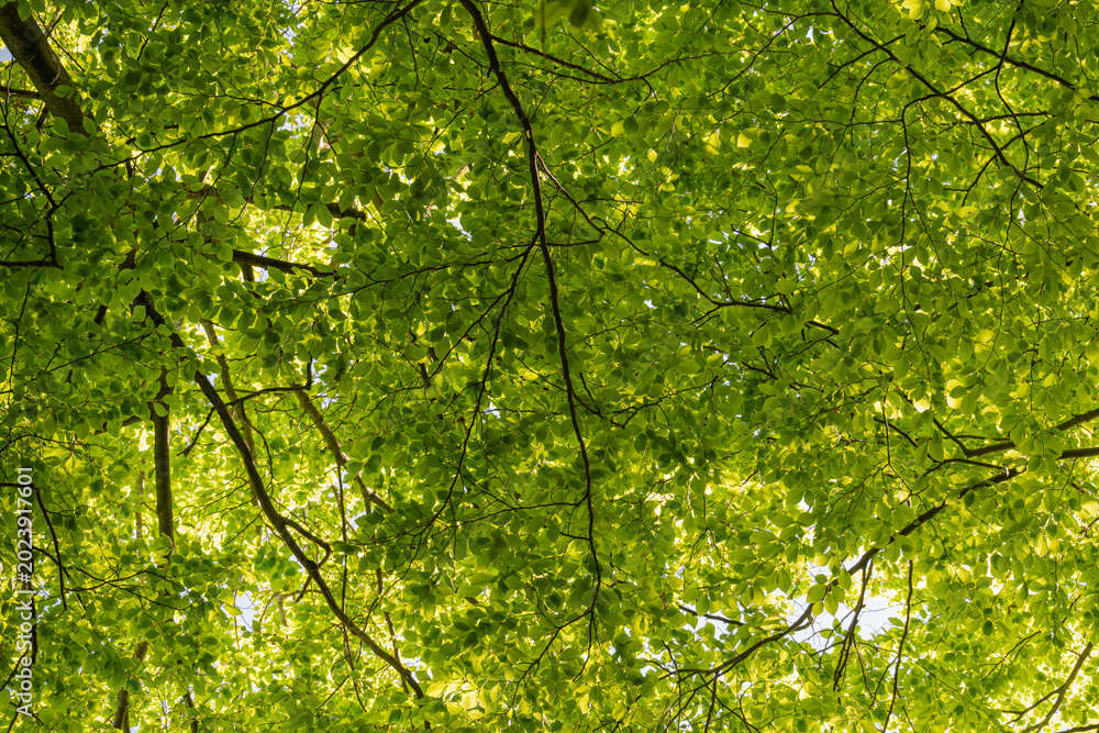 Fototapeta premium Looking up into the canopy of a beech tree with fresh green leaves.