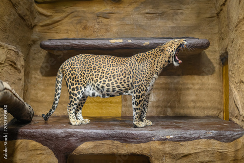 Photos Yawning Sri Lankan leopard inside an indoor pavilion enclosure.
