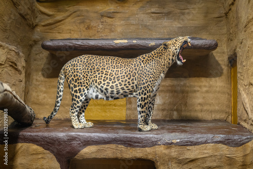 Foto Yawning Sri Lankan leopard inside an indoor pavilion enclosure.