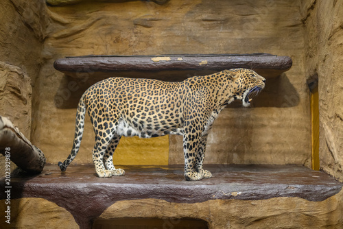 Foto Yawning Sri Lankan leopard inside an indoor pavilion enclosure.