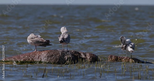 Three european herring gulls preening feathers on rock in Curonian Lagoon slow motion