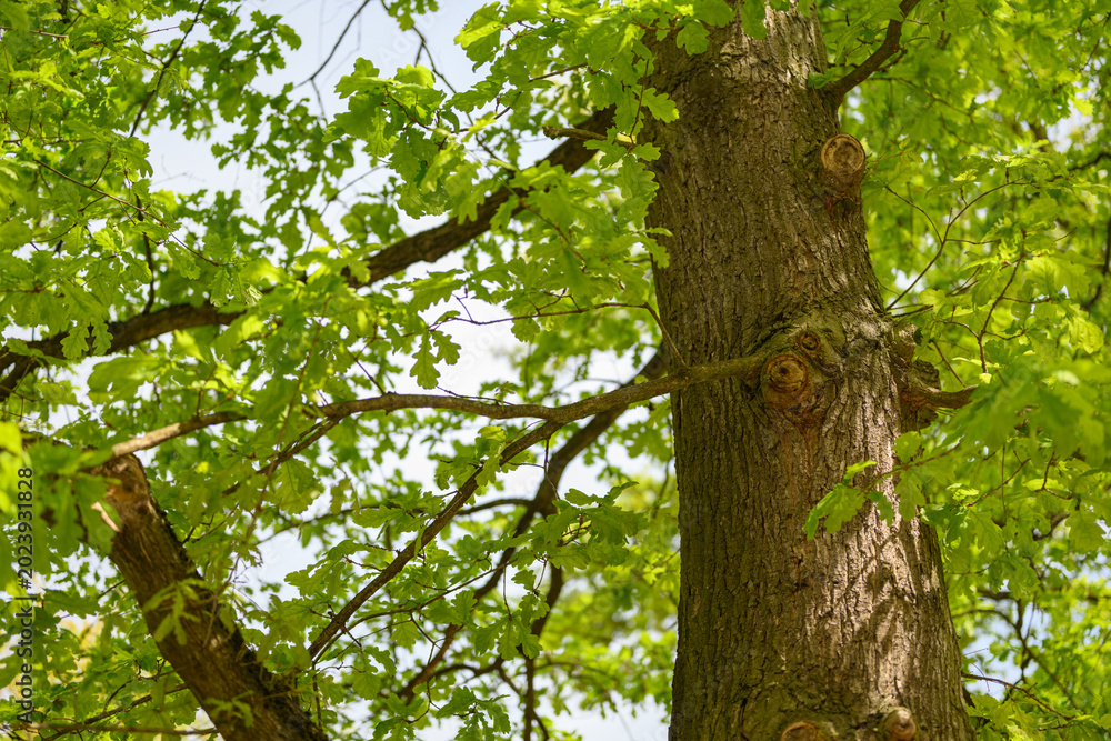 Fototapeta premium Young fresh English oak leaves on a branch.