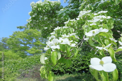 新緑と開花したヤマボウシ
