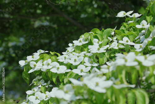 新緑と開花したヤマボウシ