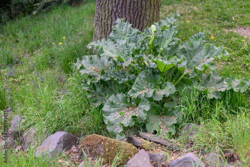 Фотография Rhubarb flower and green leaves growing by a tree trunk in the grass
