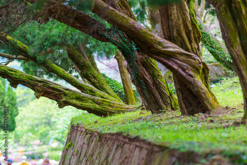 Tree in the Garden