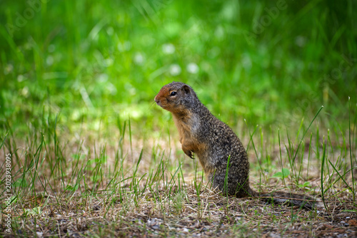 Wildlife Conservation, Ground Squirrel Standing Alert In Natural Habitat, Rodent In Green Grassland Environment