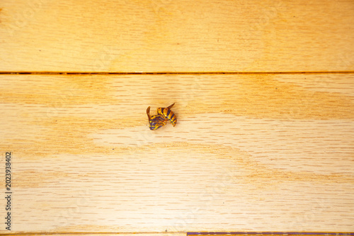 Bild auf Leinwand A dead wasp lies on a wooden surface, showcasing a melancholic scene in a cinematic style
