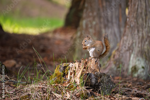 Wildlife Nature Photography, Red Squirrel Eating Nut On Tree Stump In Forest, Woodland Animal Foraging For Food