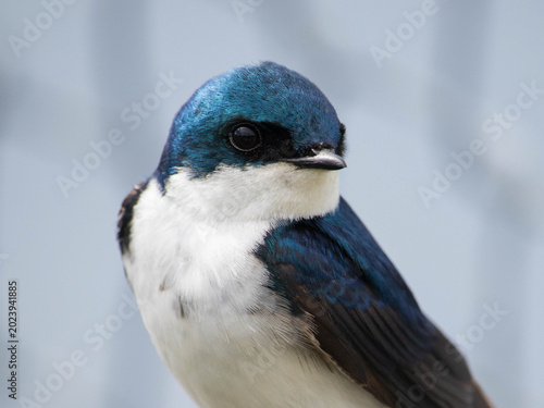 Tree Swallow Bird Close-Up Wildlife Photography Nature Conservation Avian Species Environmental Protection Blue And White Plumage