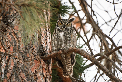 Wildlife Conservation And Nature Photography, Great Horned Owl Perched On A Tree Branch In Its Natural Habitat