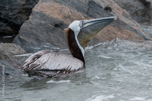 Quadro em tela Brown Pelican Portrait Floating Among Rocks and Coastal Waves