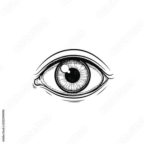 Human Eye Illustration
