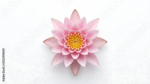Fotografie Pink water lily with yellow center and water droplets