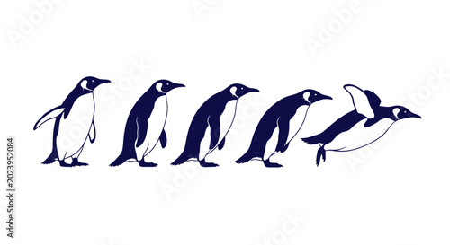 Photos Penguin Sequence: Waddling to Flight