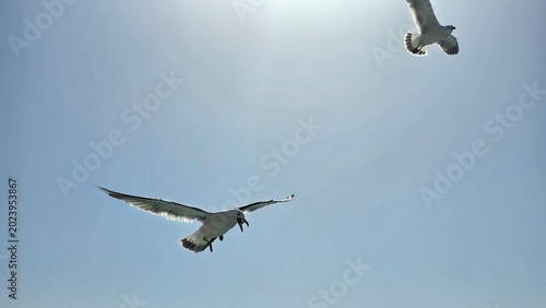 Fotografi seagull in flight